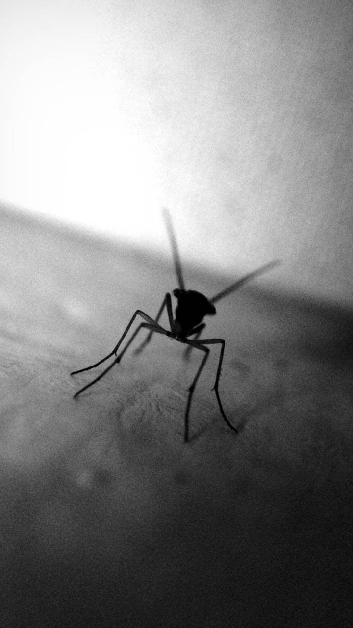 Silhouette Of A Mosquito Background