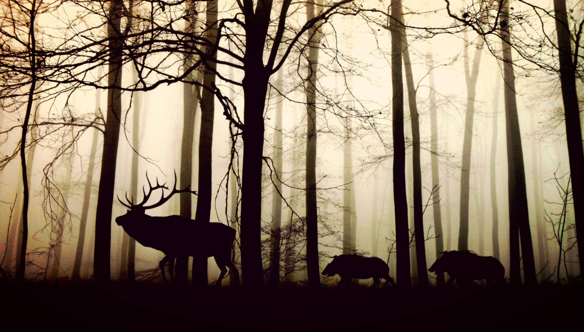 Silhouette Of Animals In The Woods