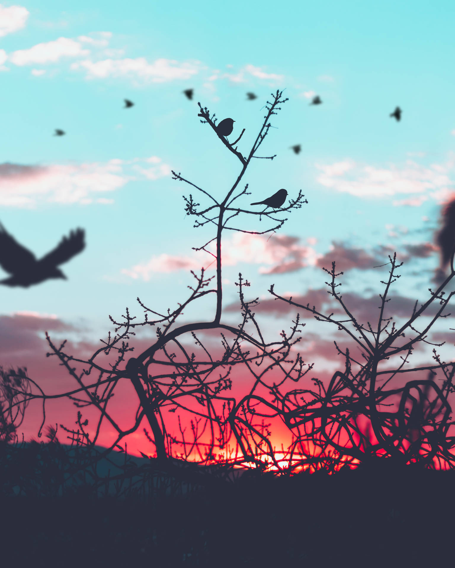 Silhouette Of Birds In Nature Background