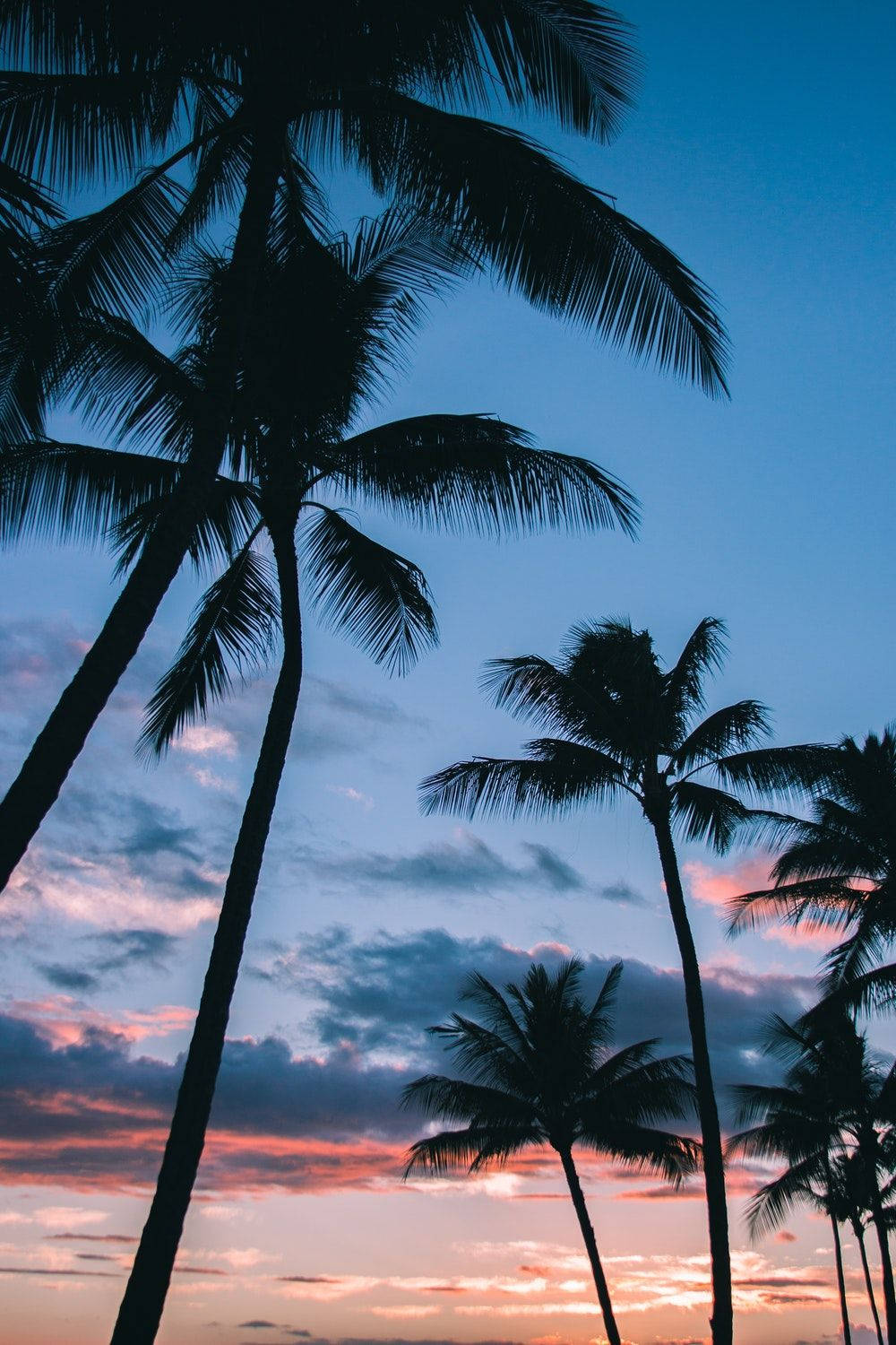 Silhouette Of Coconut Trees Background