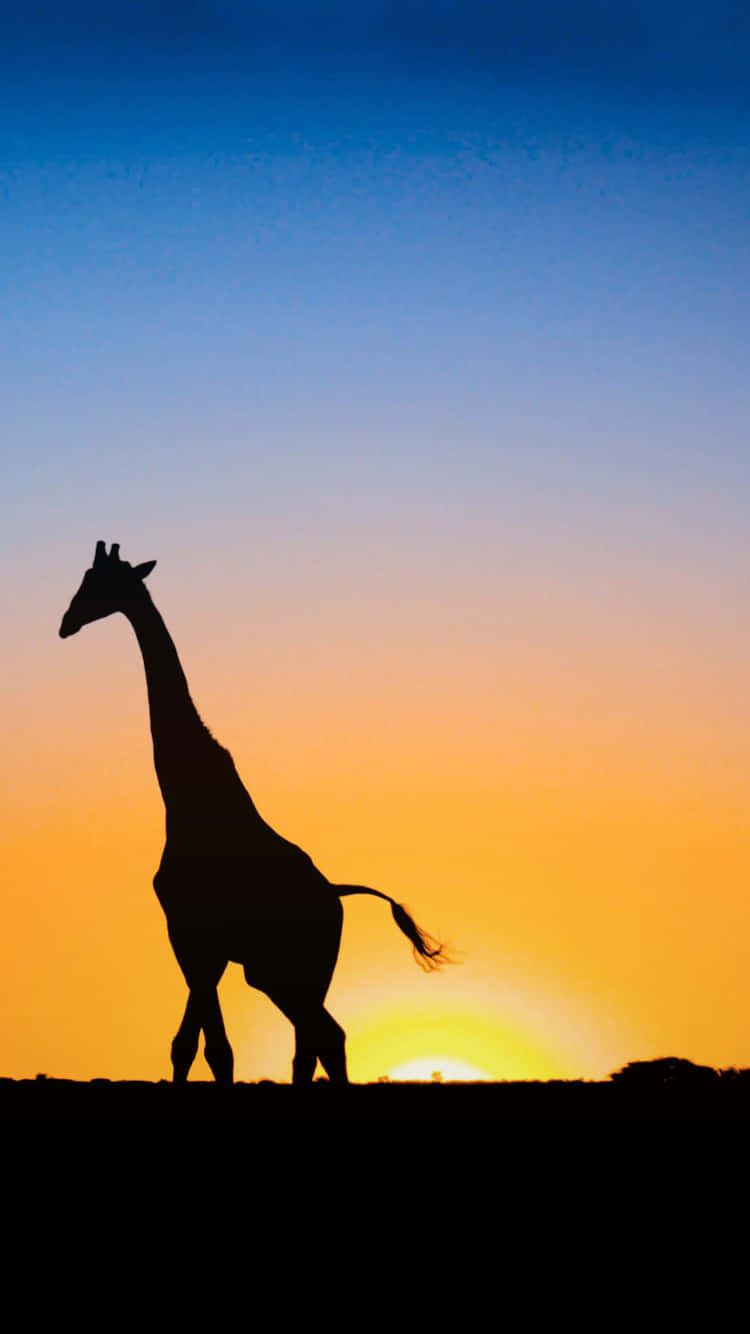 Silhouette Of Cute Giraffe Background