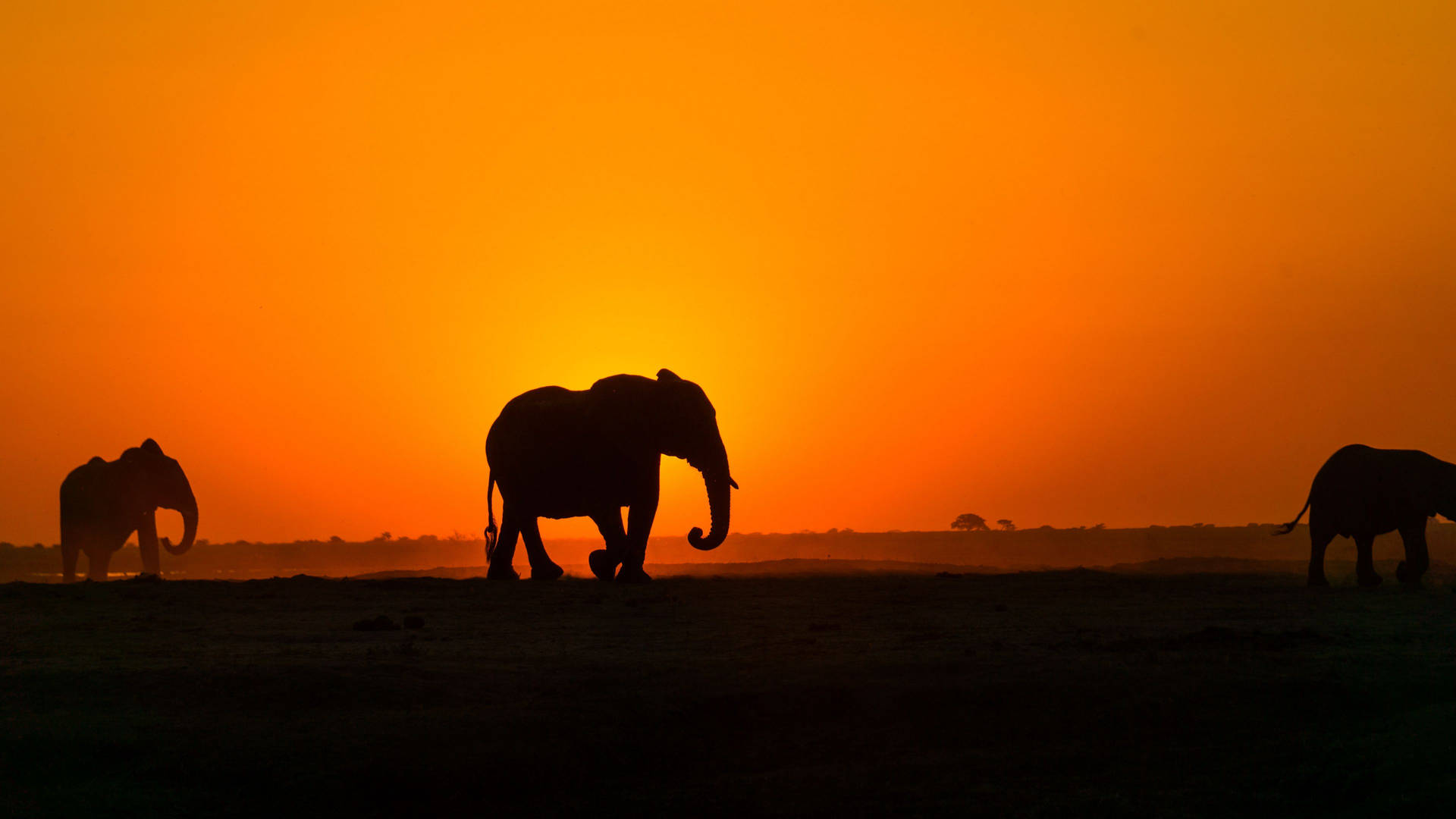 Silhouette Of Elephants Africa 4k