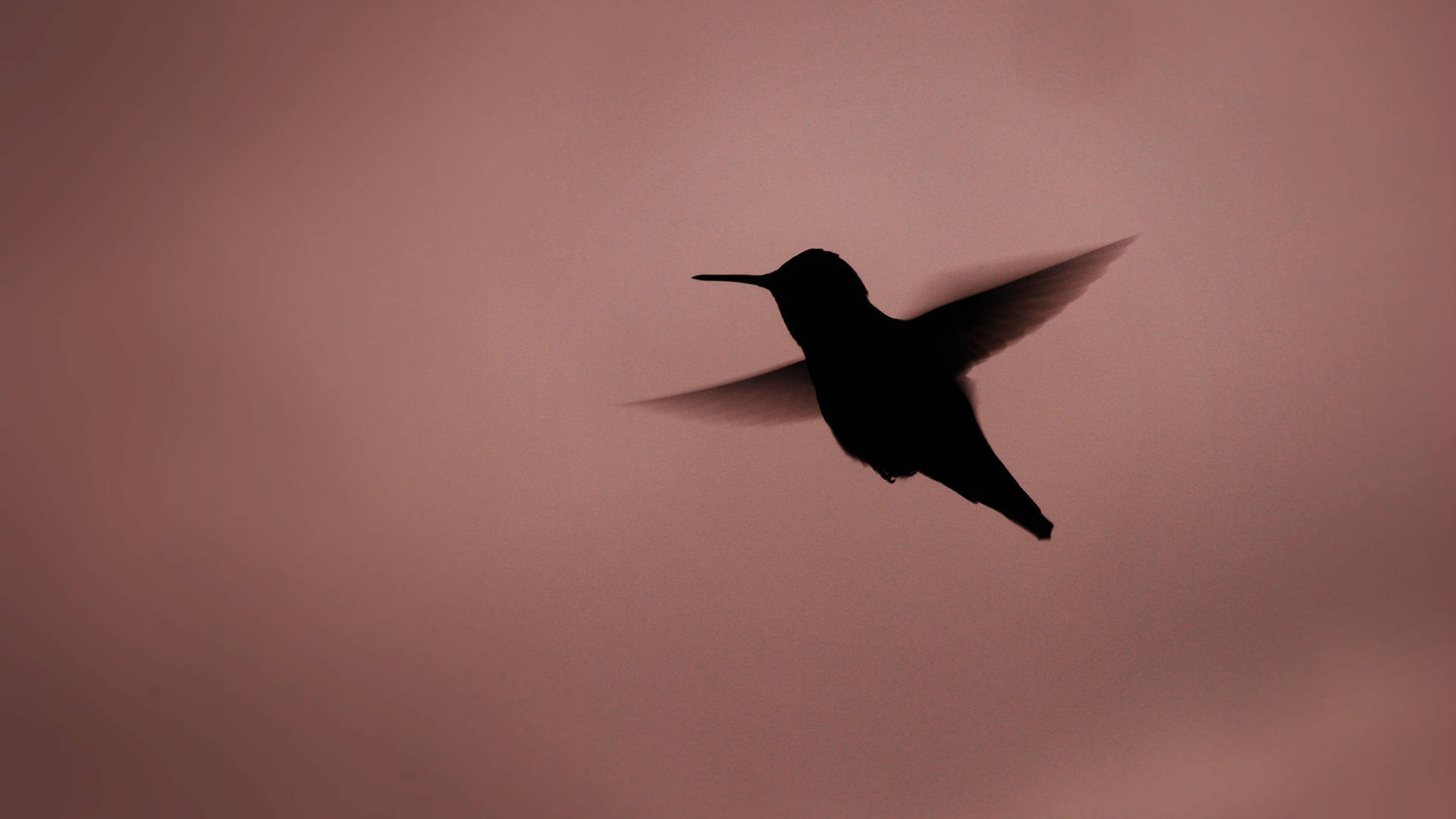 Silhouette Of Flying Hummingbird Background
