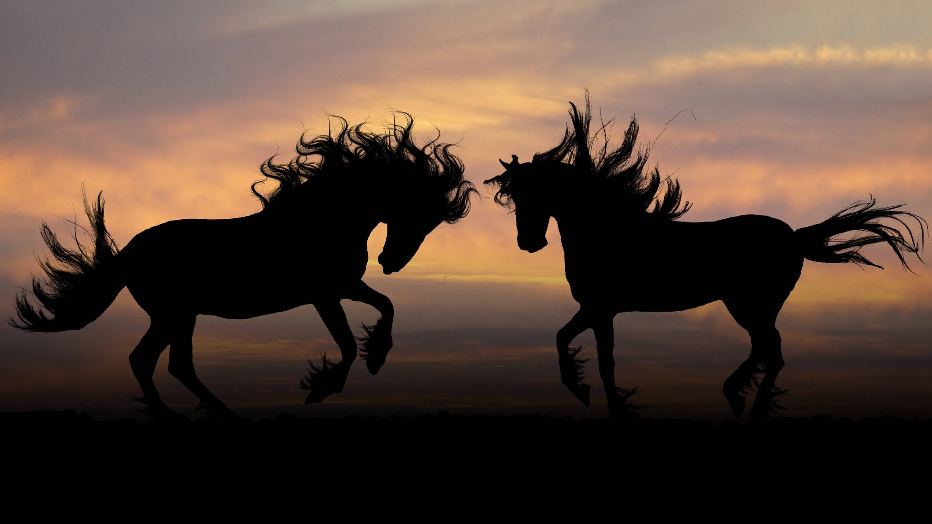 Silhouette Of Majestic Beautiful Horses Background