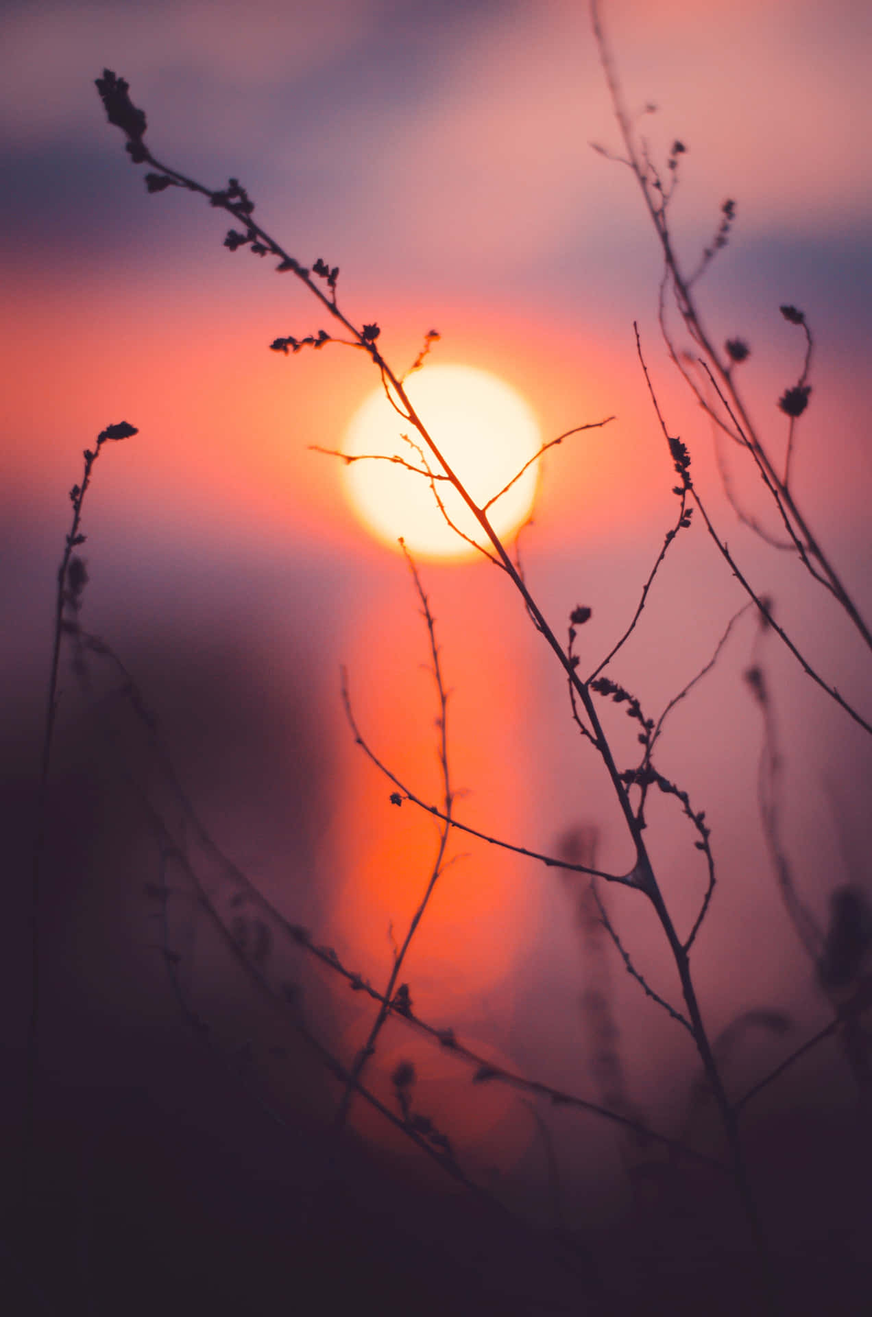 Silhouette Of Plants Under Evening Sky