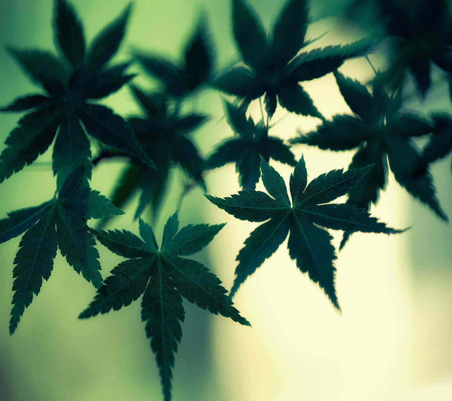 Silhouette Of Several Marijuana Leaves