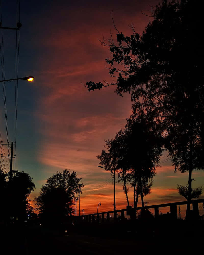 Silhouette Of Trees Under Evening Sky Background