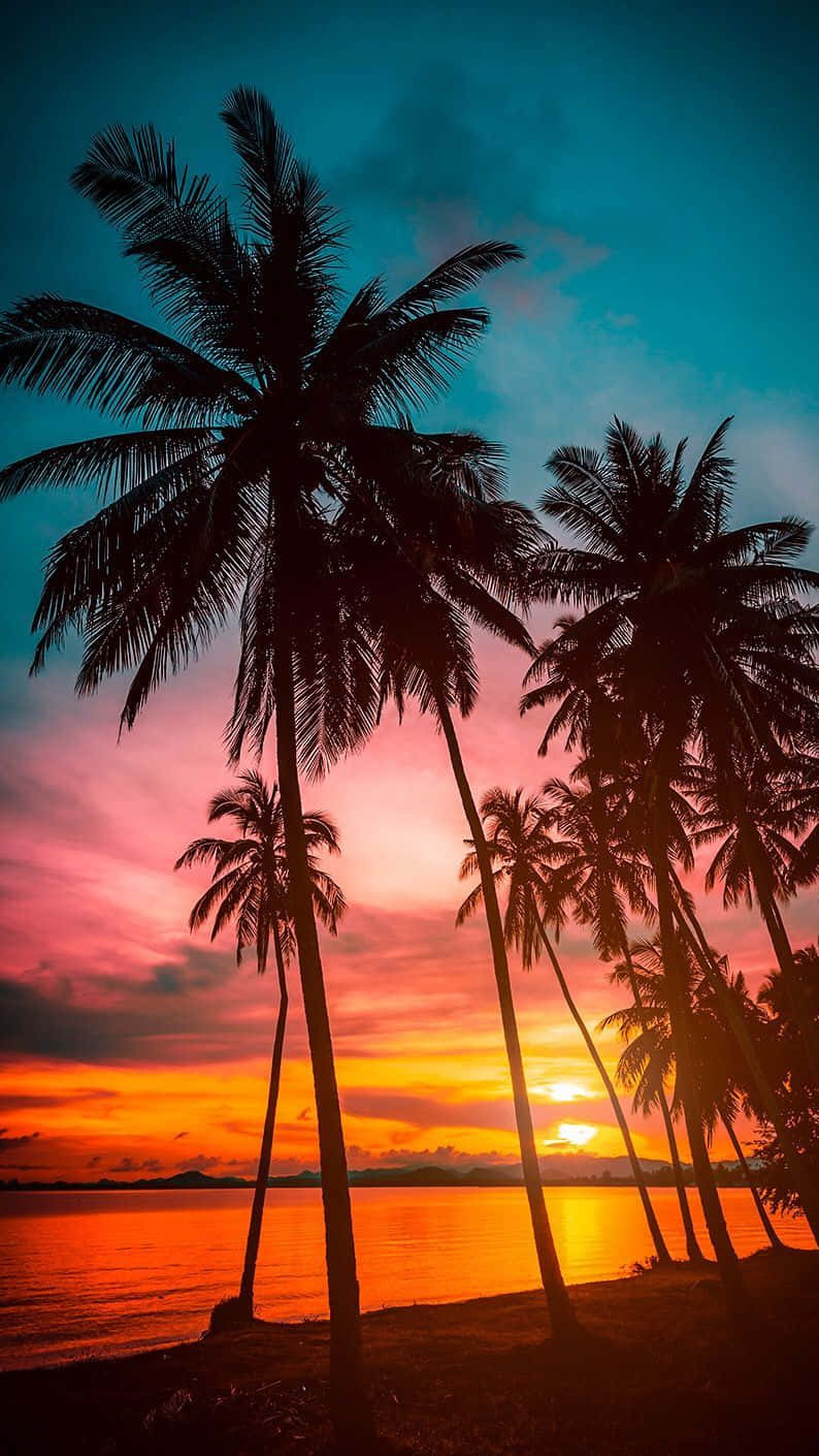 Silhouette Palm Trees Beach Sunset Background