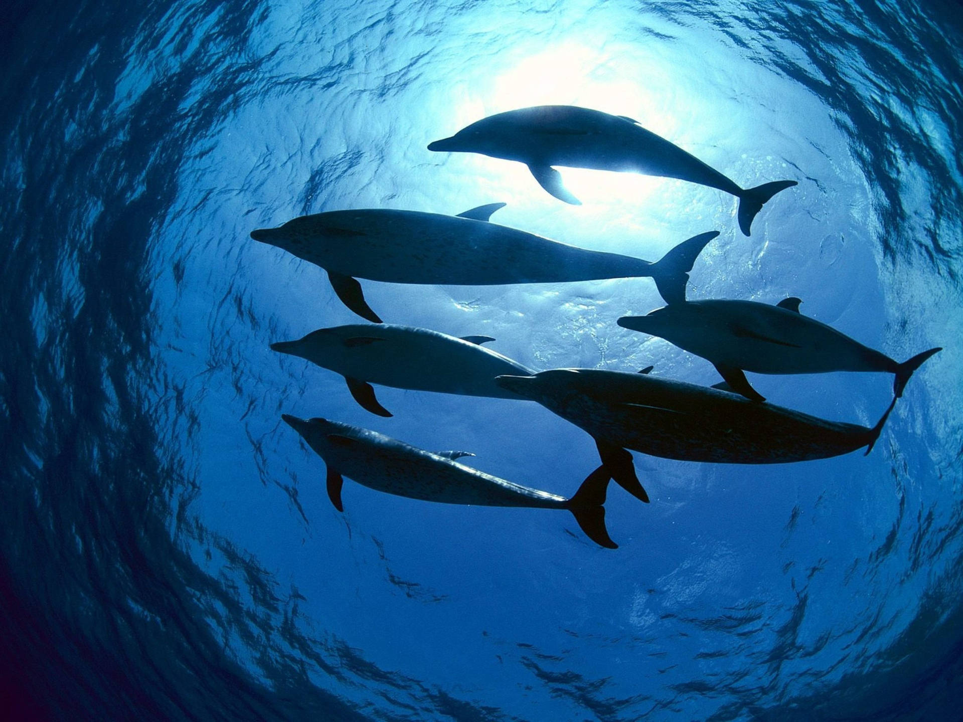 Silhouette Pod Of Dolphins Background