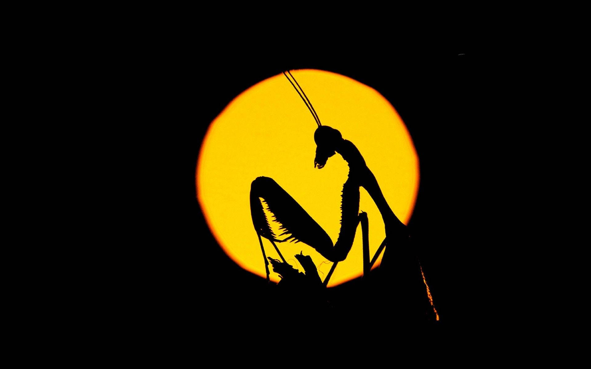 Silhouette Praying Mantis