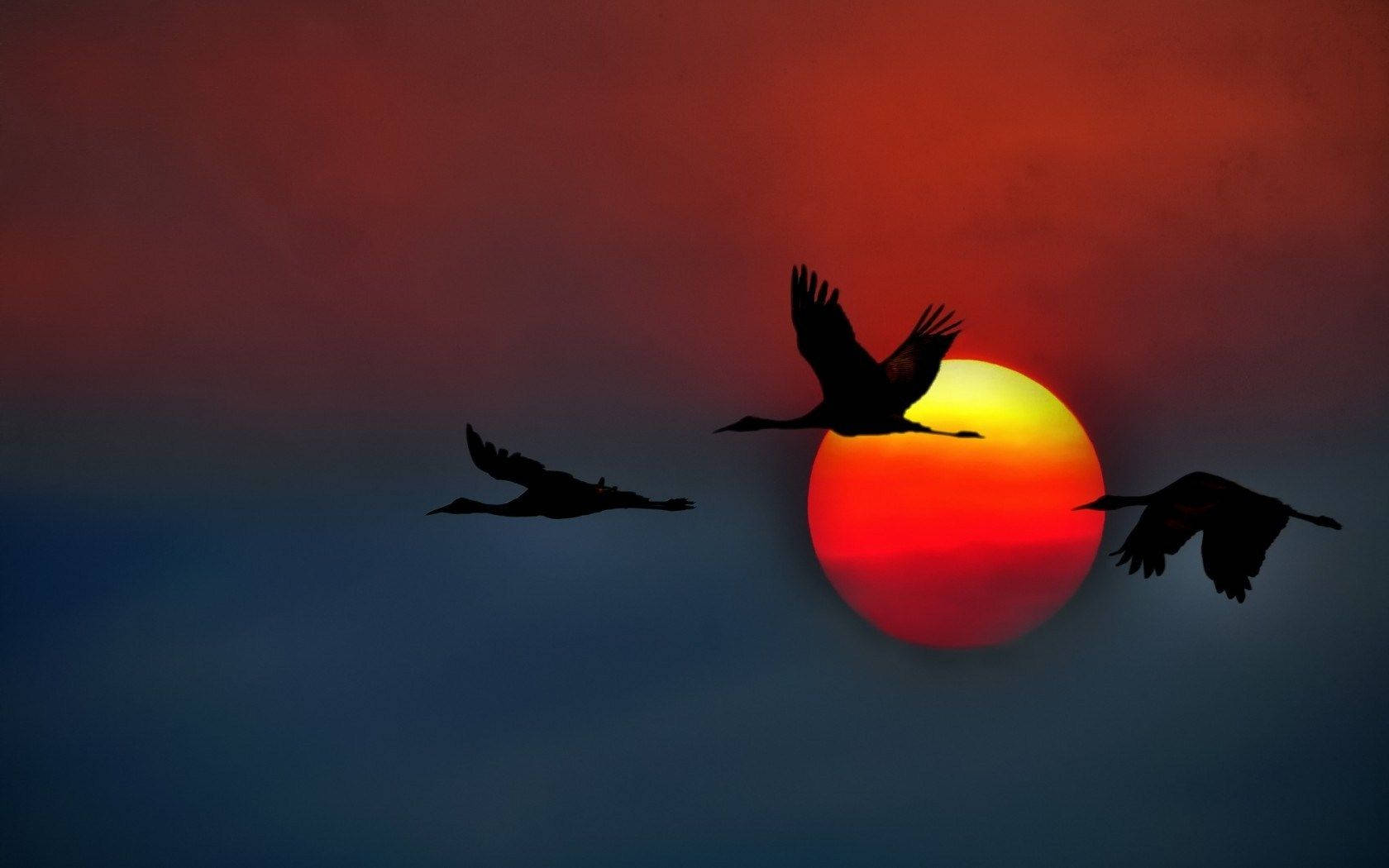 Silhouetted Birds Flying And Orangish Sun Background