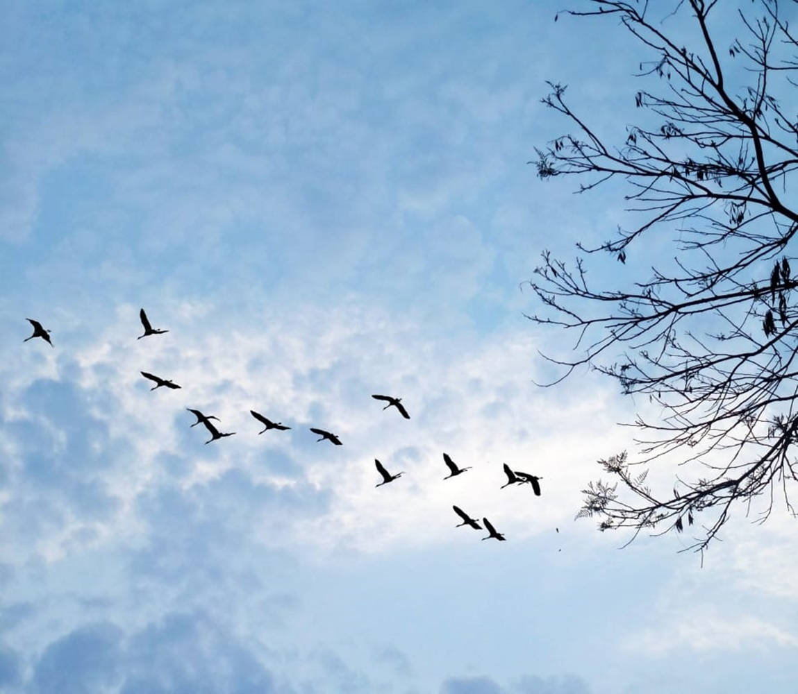 Silhouetted Birds Flying Near The Leafless Tree Background