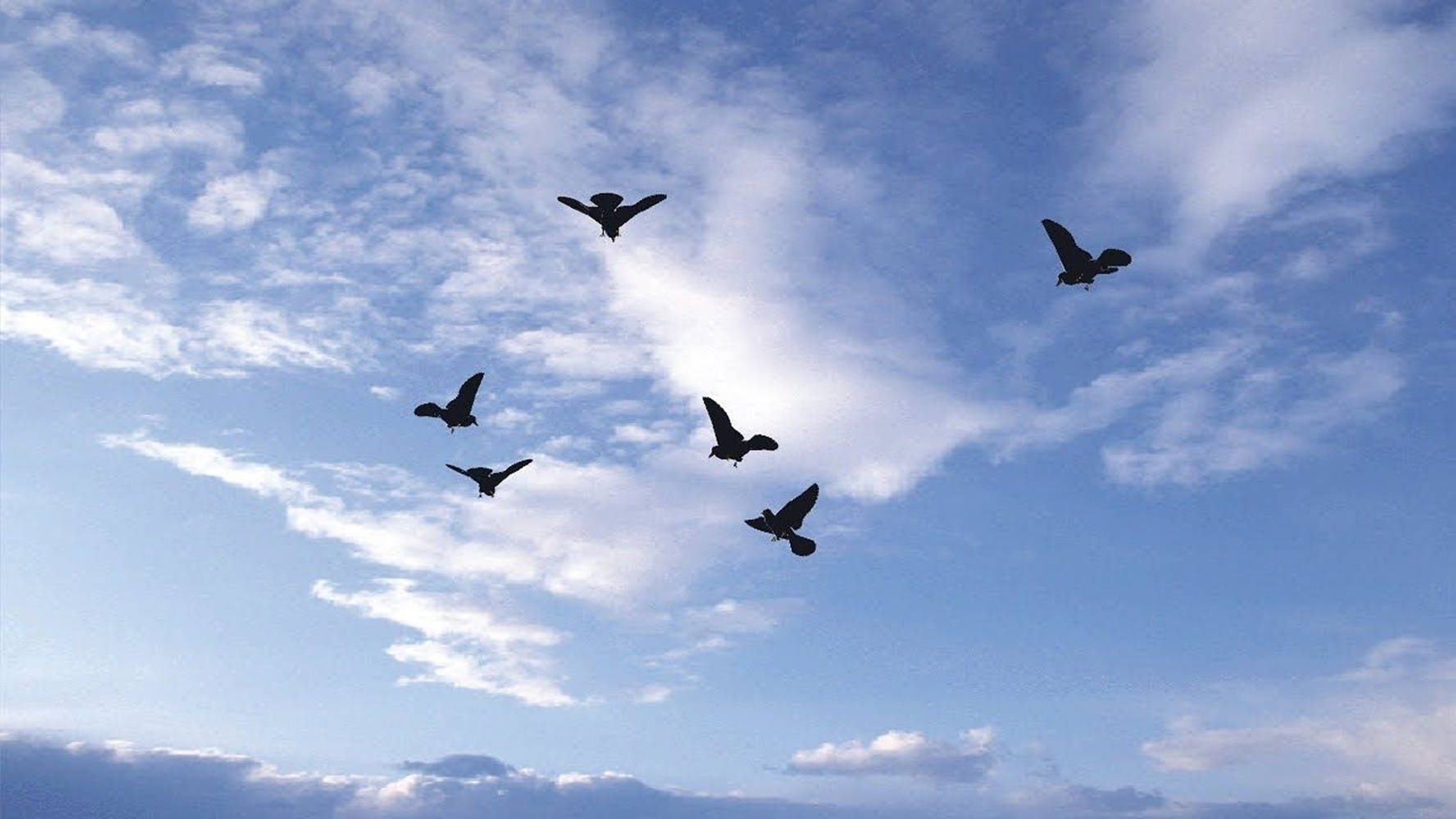 Silhouetted Birds Flying Over The Cloudy Sky Background