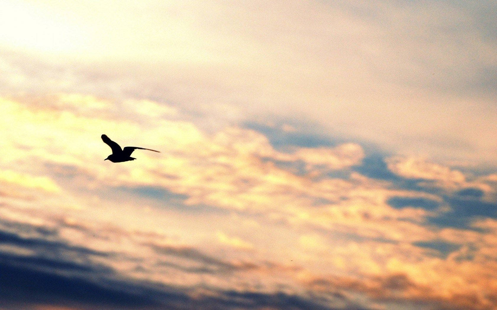 Silhouetted Birds Flying Over The Golden Sky Background