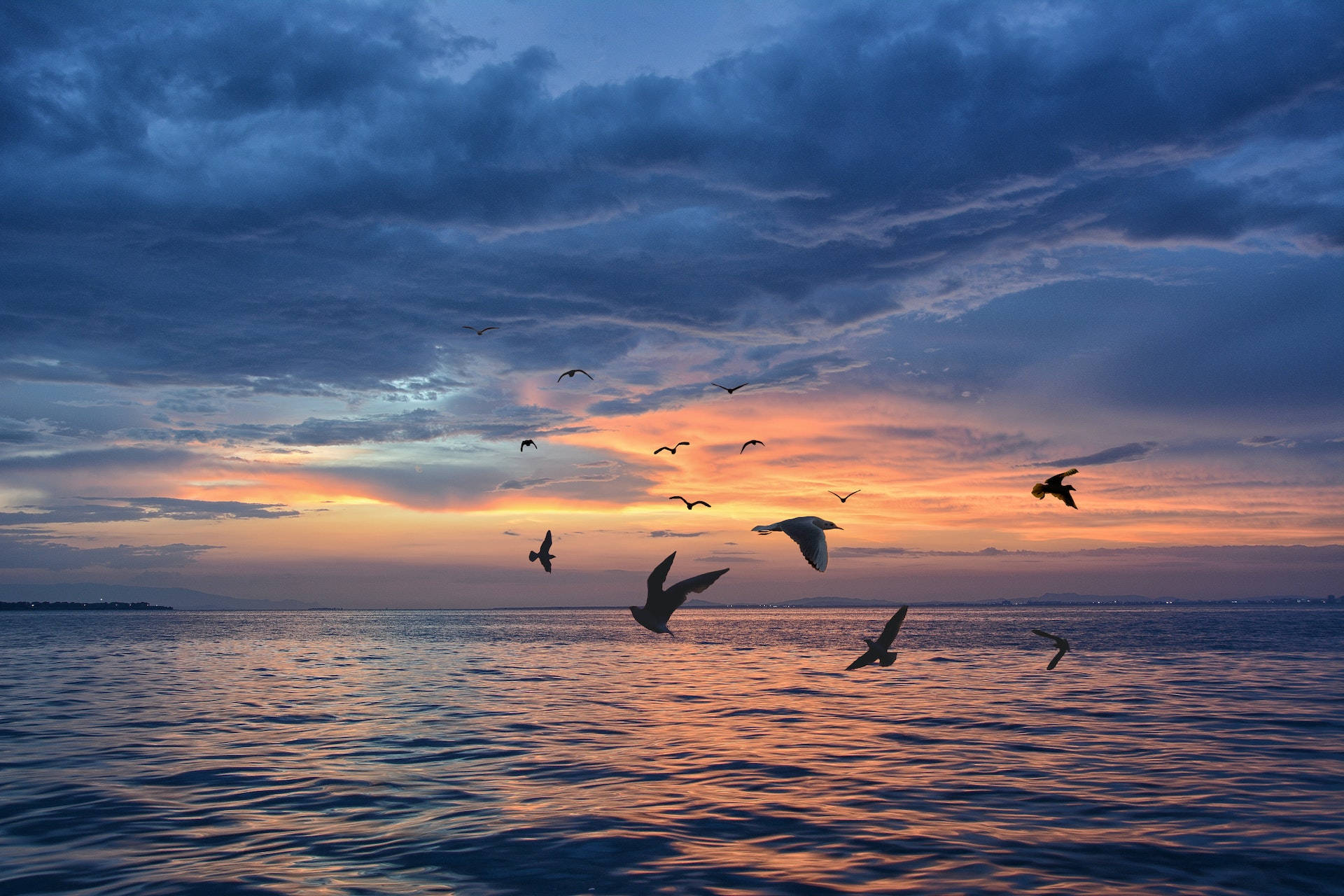 Silhouetted Birds Flying Over The Sea Background