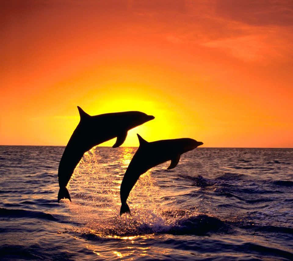 Silhouetted Dolphin During Sunset