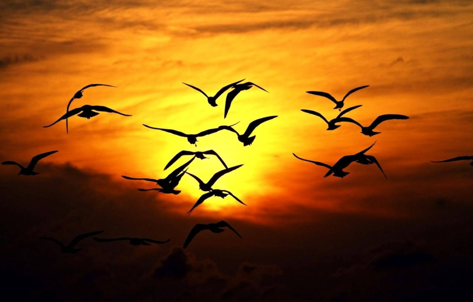 Silhouetted Group Of Birds Flying During Sundown Background