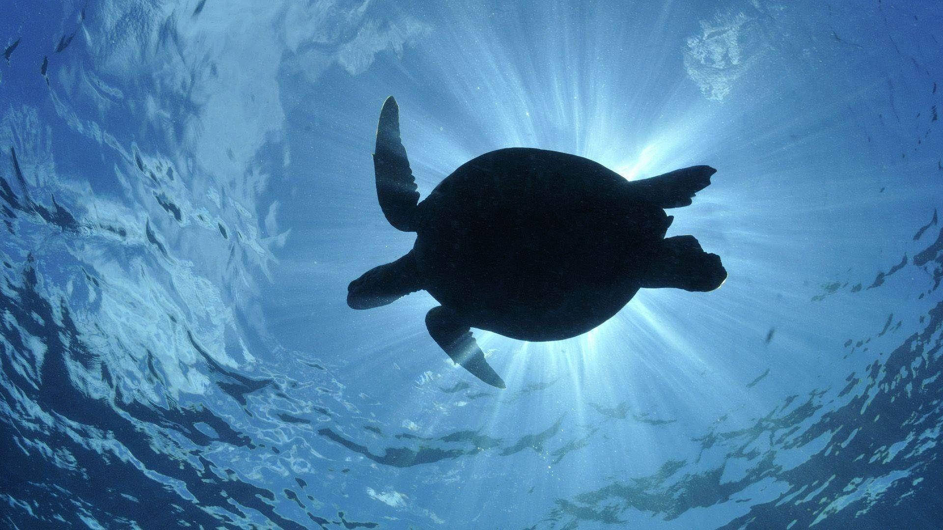 Silhouetted Sea Turtle