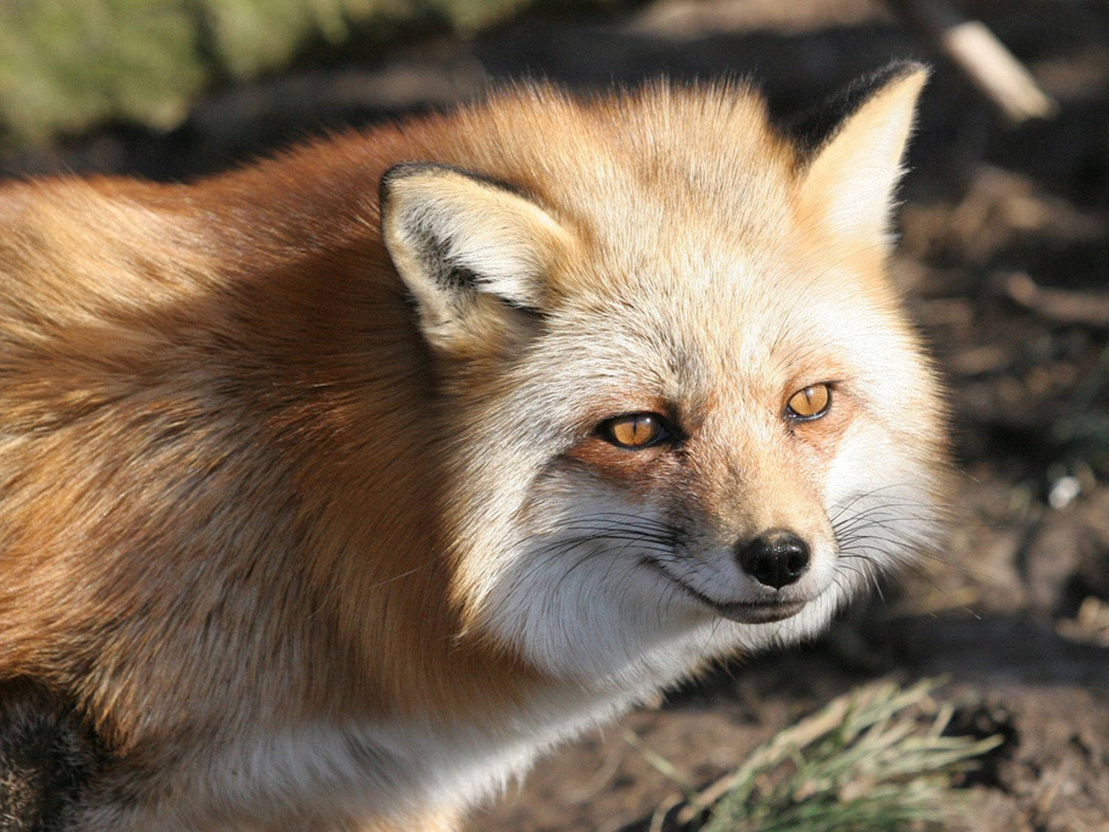 Silky Fur Red Fox Background