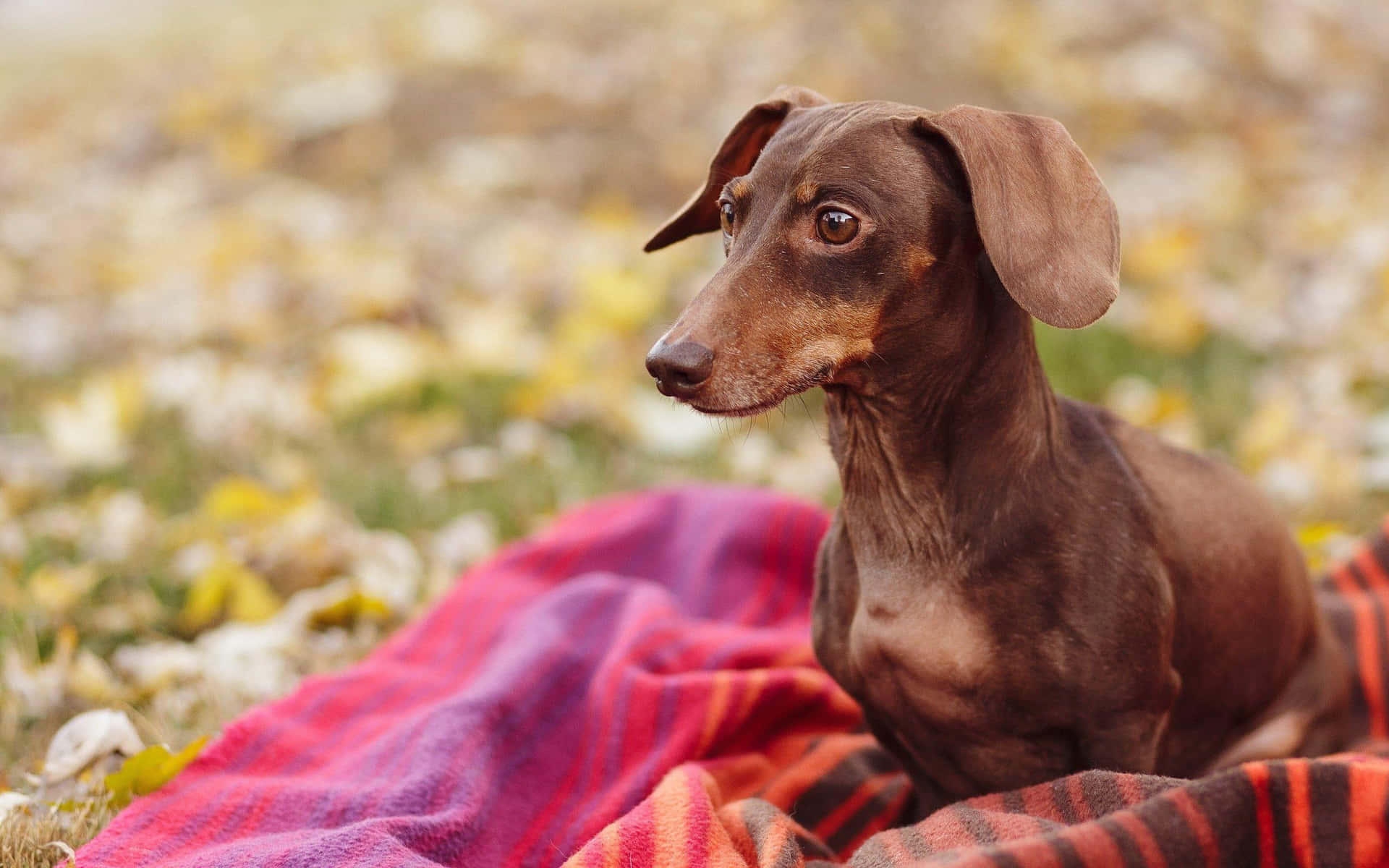 Silly Dachshund, Happy And Playful Background