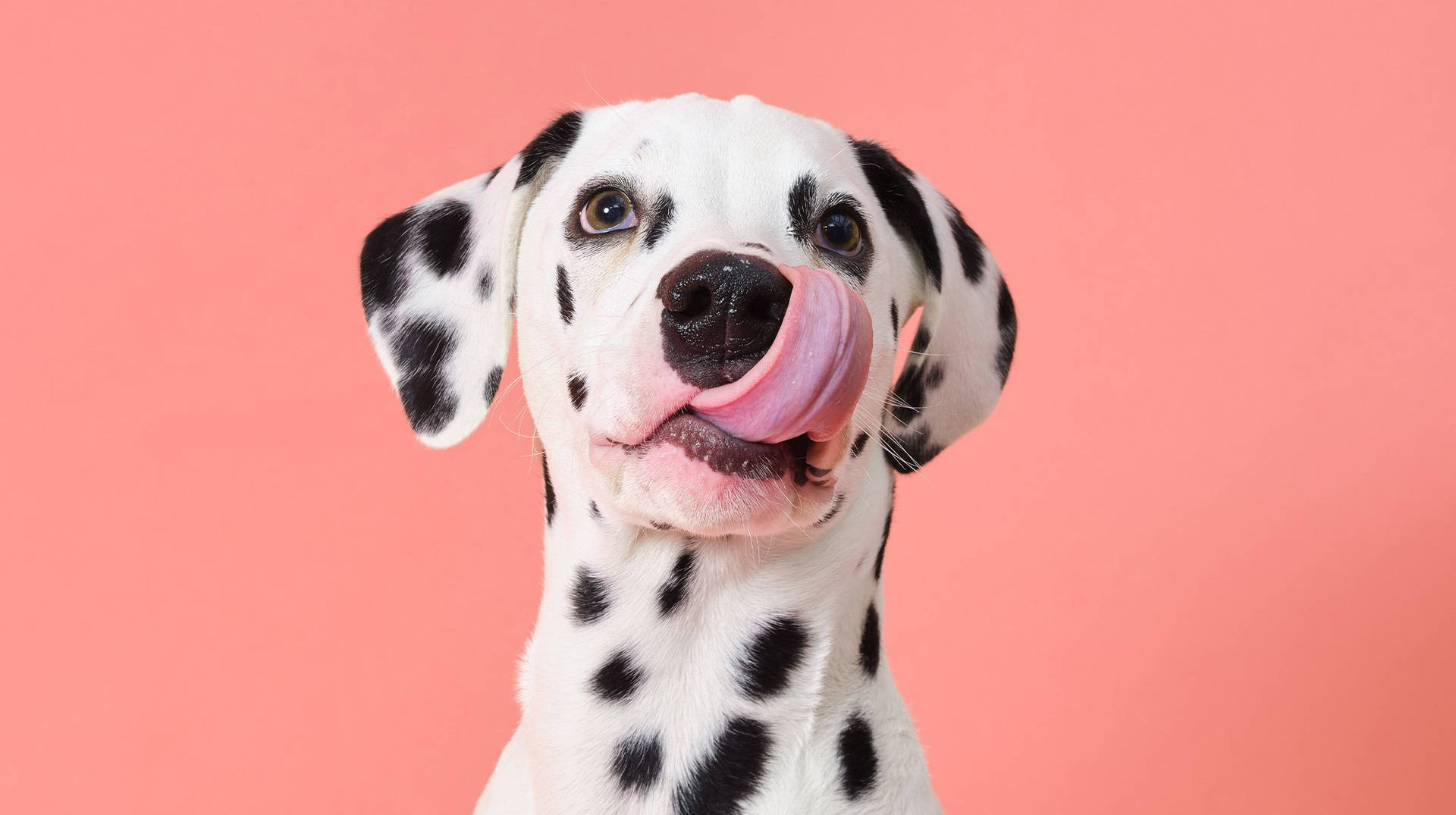 Silly Dalmatian Tongue Out Background