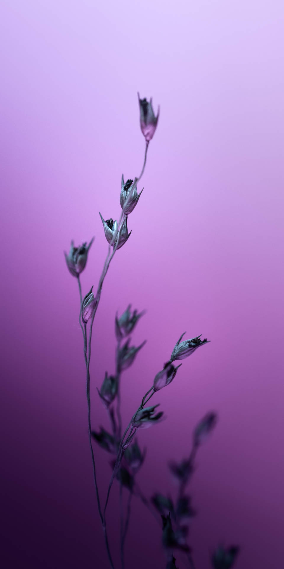 Silver Hairgrass Plants Flowering Buds