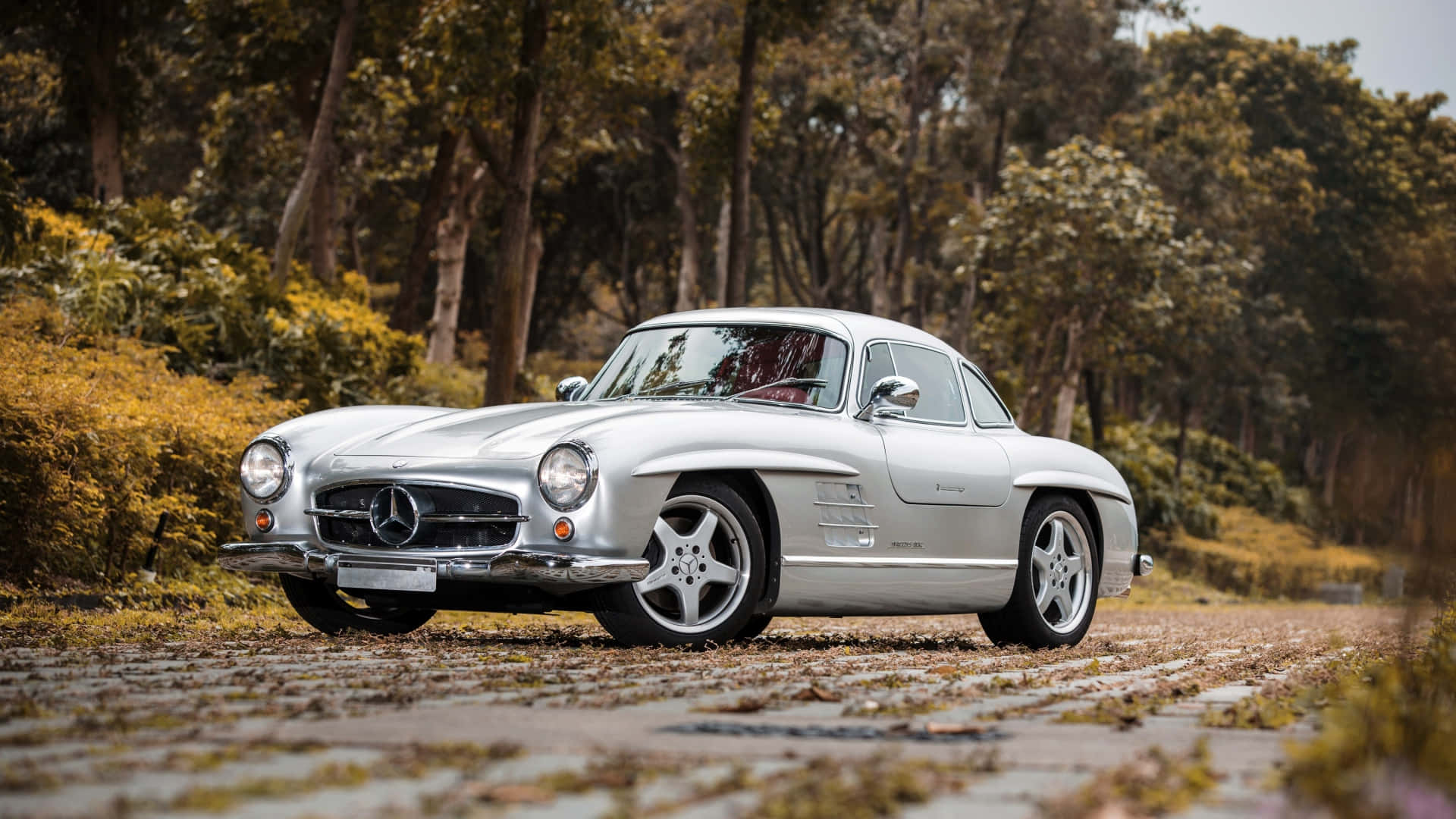 Silver Old Mercedes In Forest View