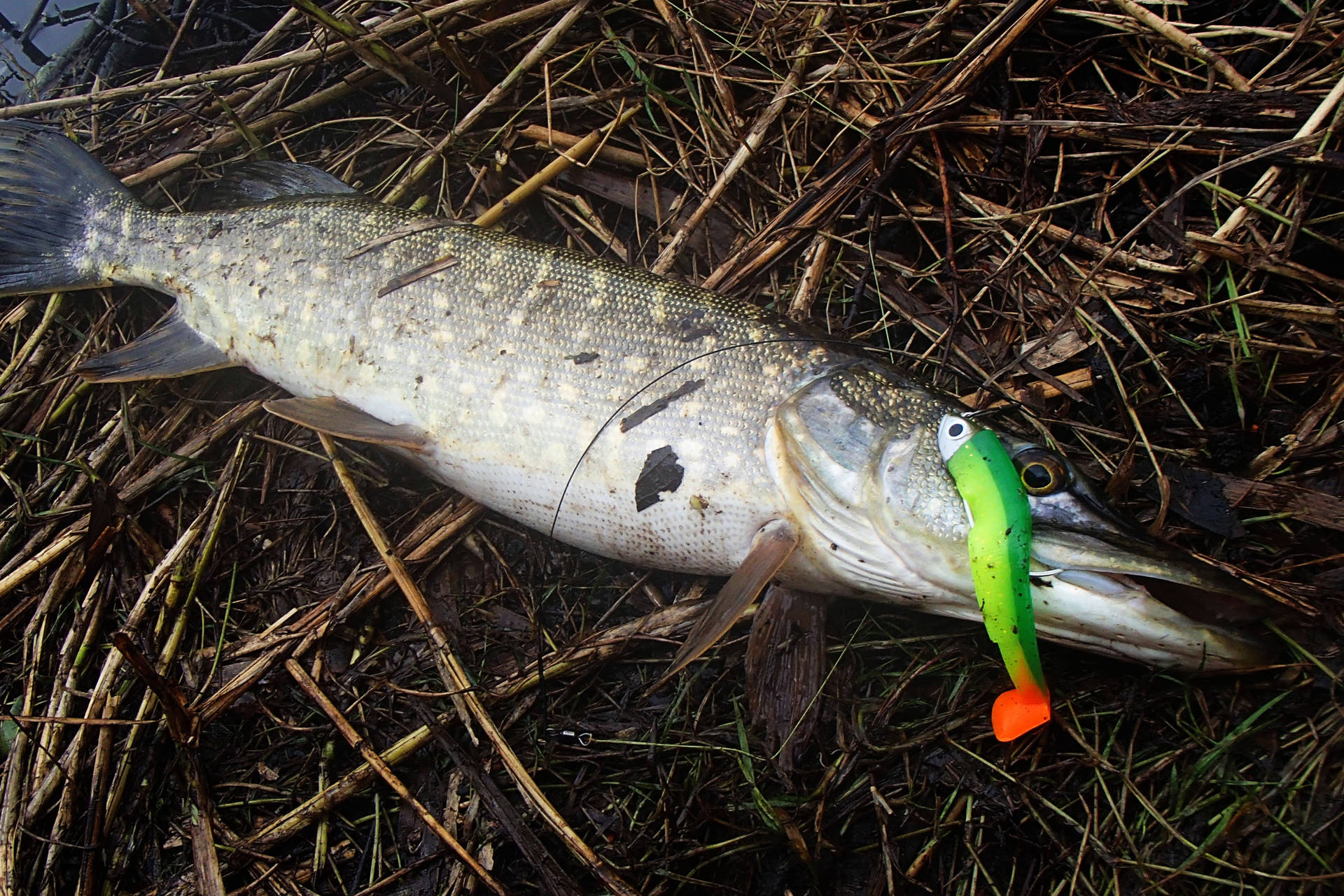 Silver Pike Fish