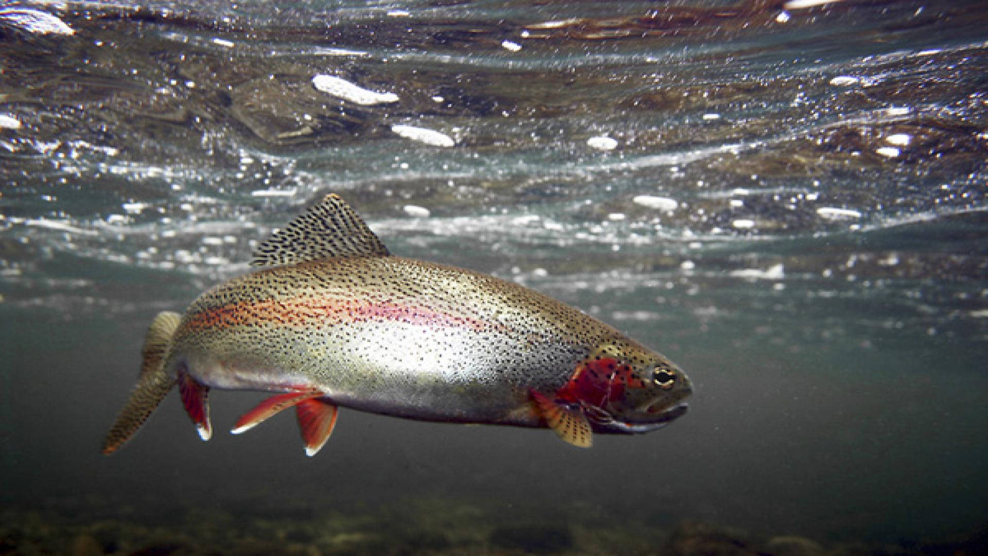 Silver Red Trout