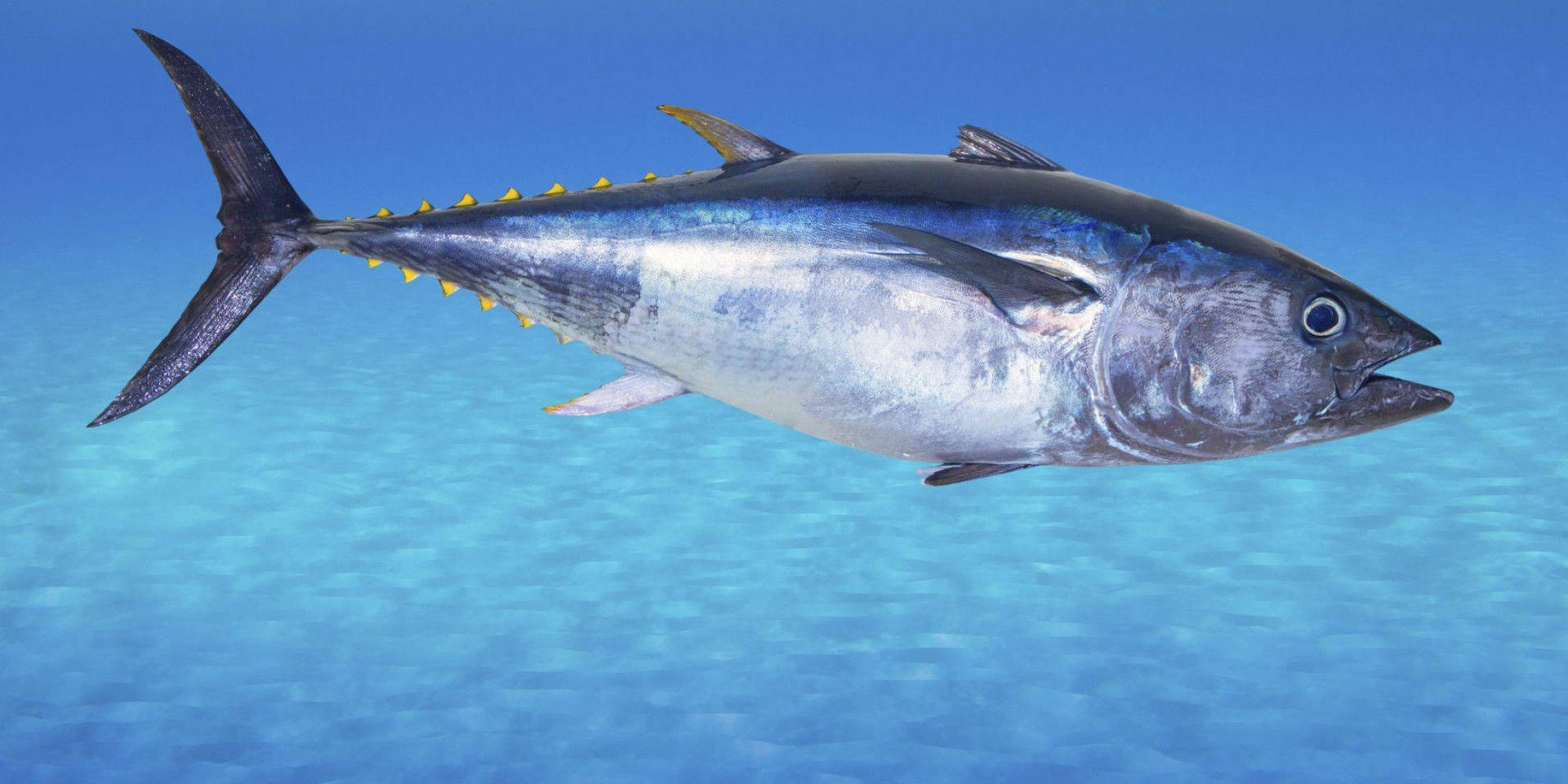 Silver-scaled Bluefin Tuna Background