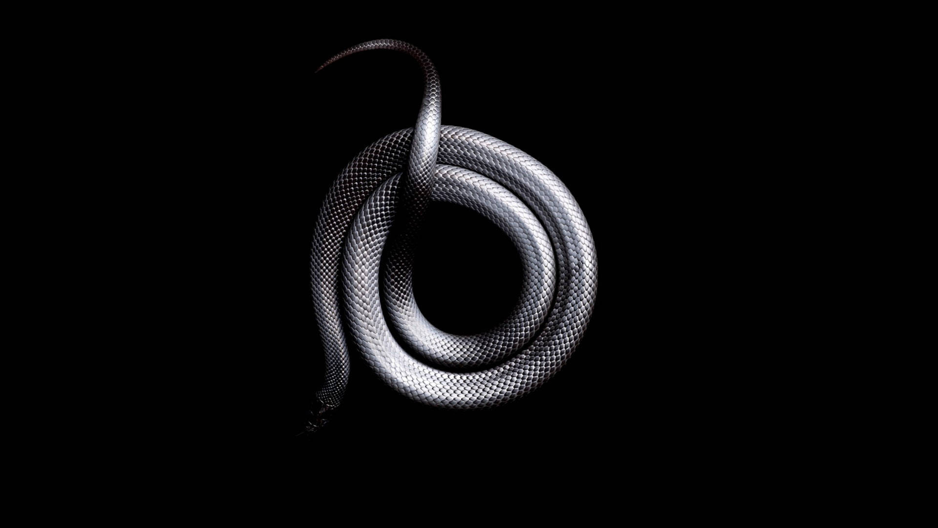 Silver Snake In Black