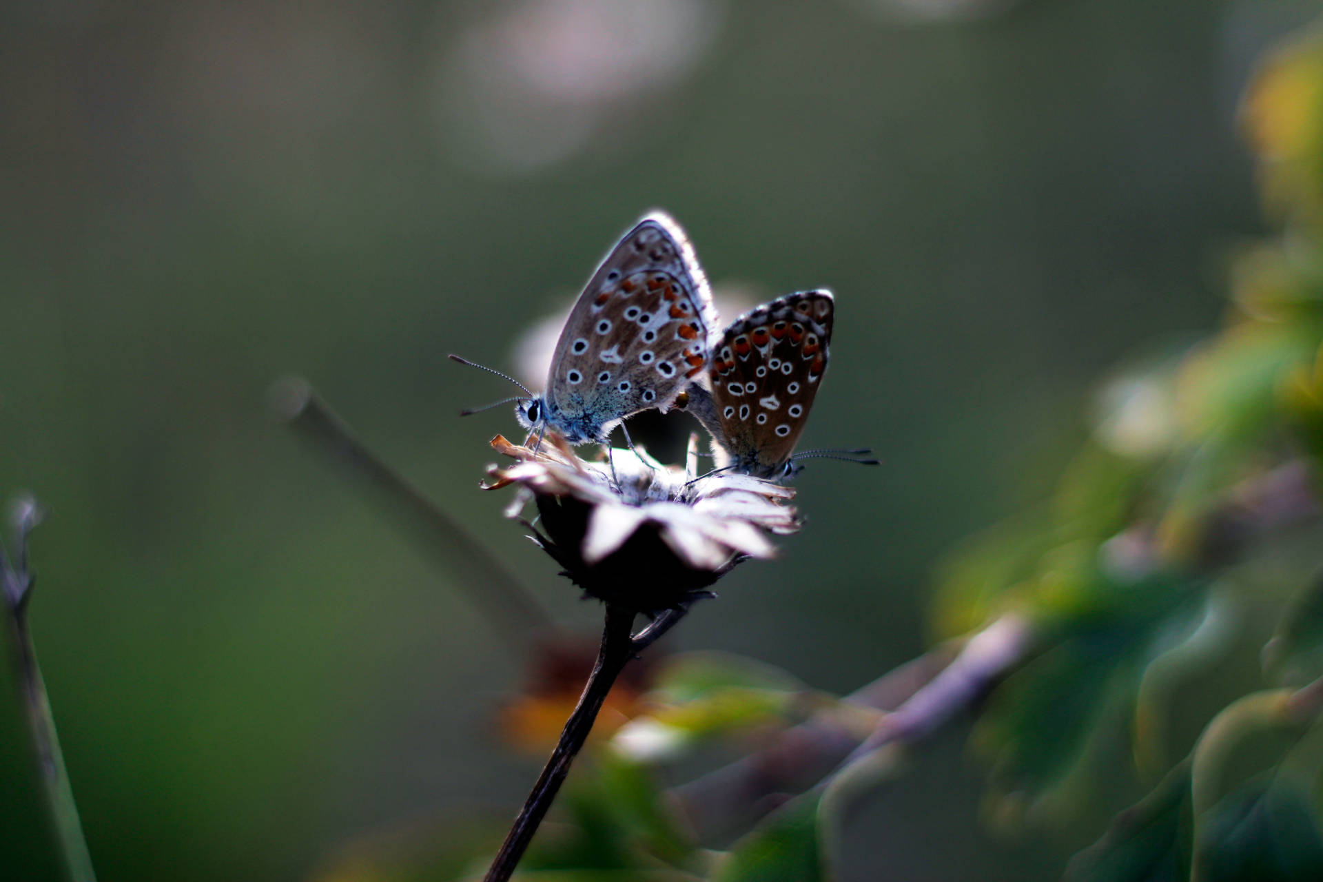 Silver Studded Aesthetic Butterfly Background