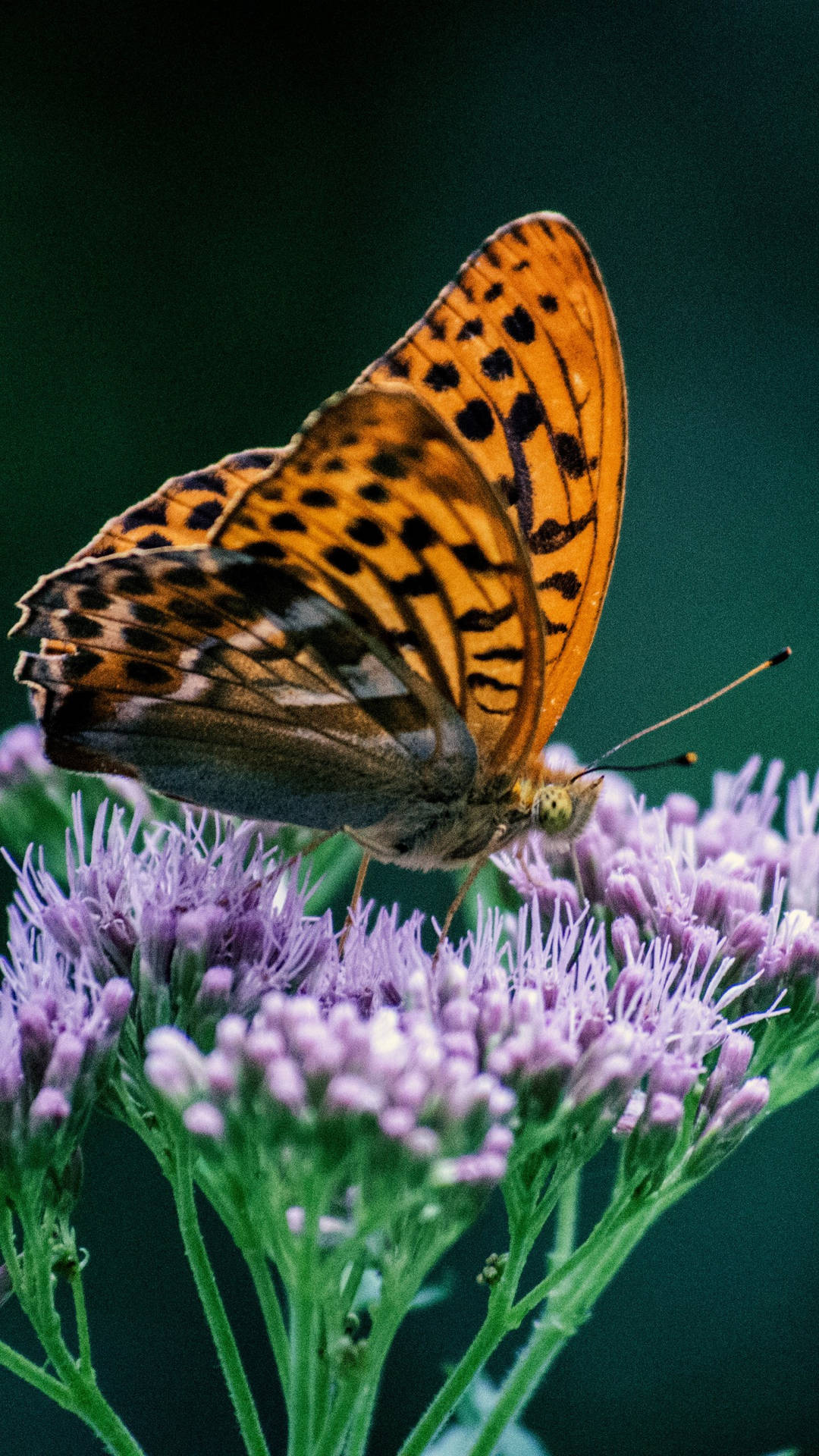 Silver-washed Fritillary Butterfly On Flower Background