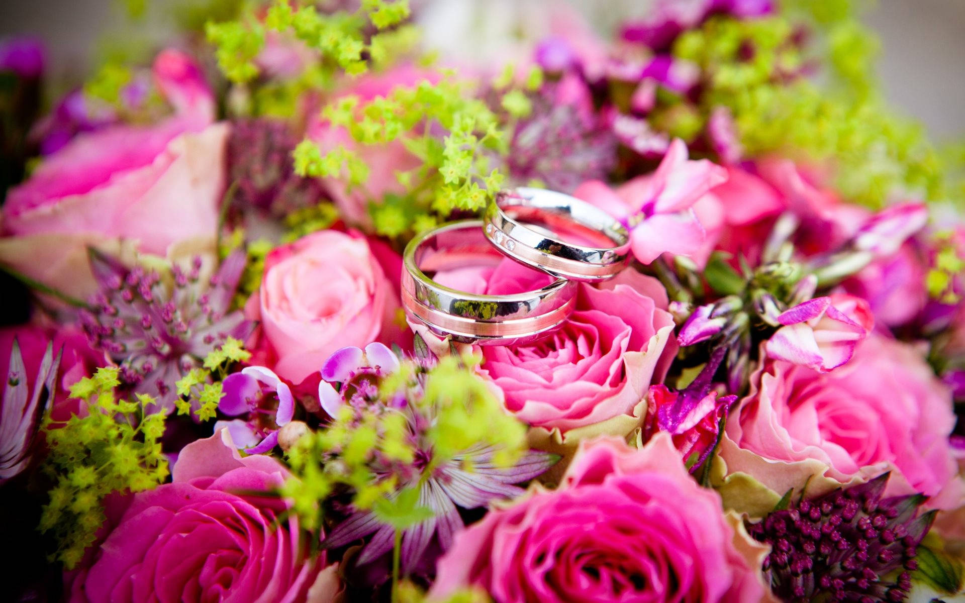 Silver Wedding Rings Pink Roses Background