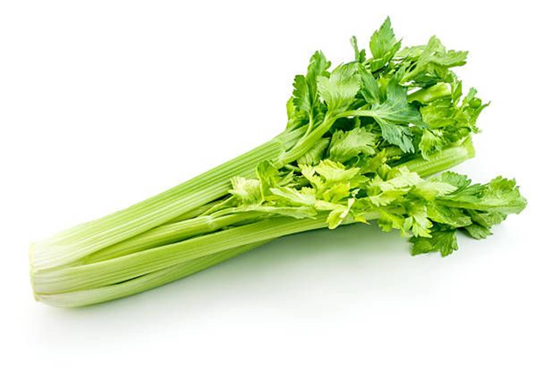 Simple Celery Plant On White Background