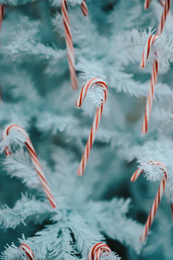 Simple Christmas Candy Canes Background