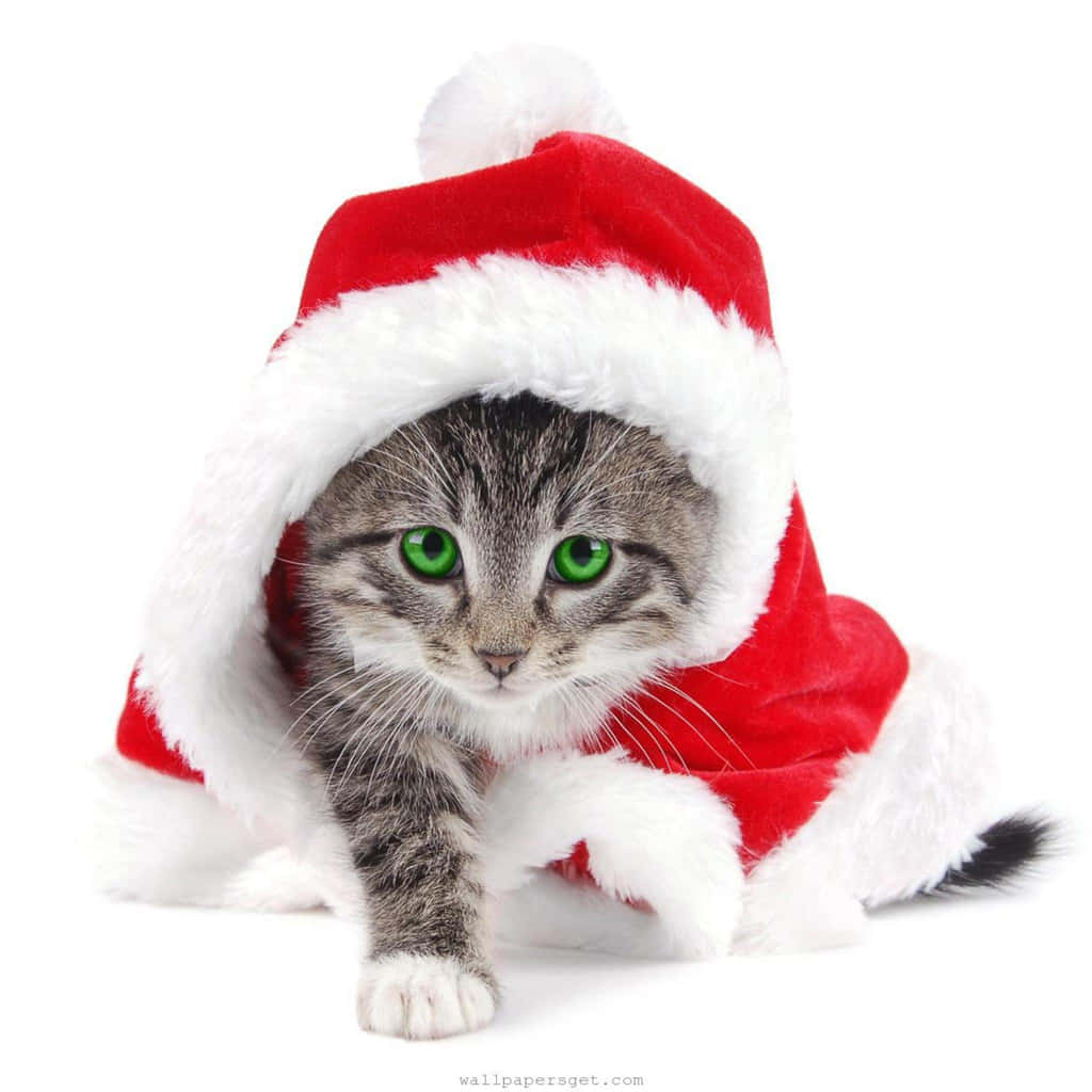 Simple Christmas Santa Kitten Ipad