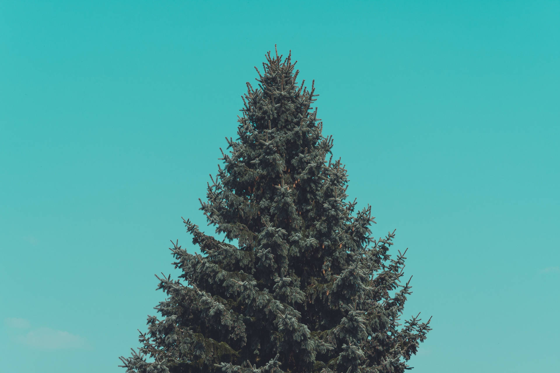 Simple Clean Pine Tree Background