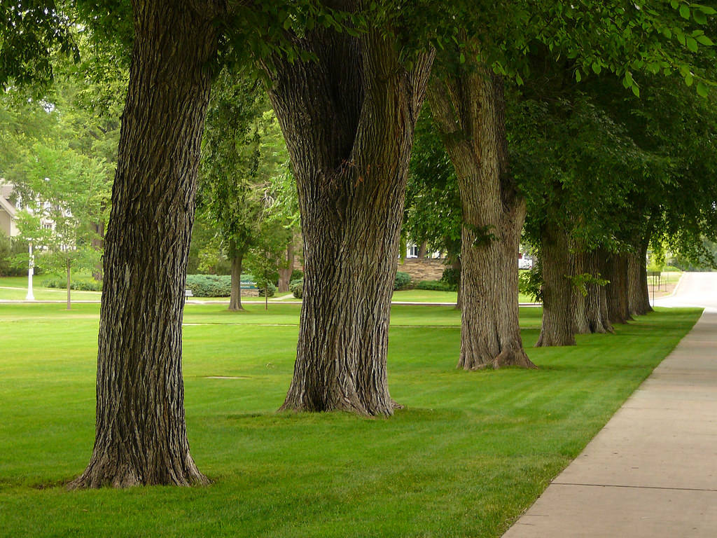 Simple Colorado State University Park Background