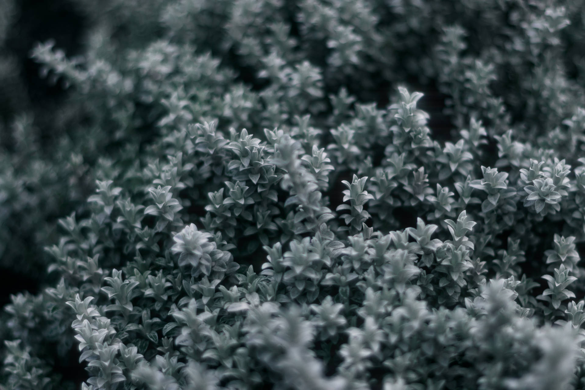 Simple Dark Aesthetic Gray Plants Background