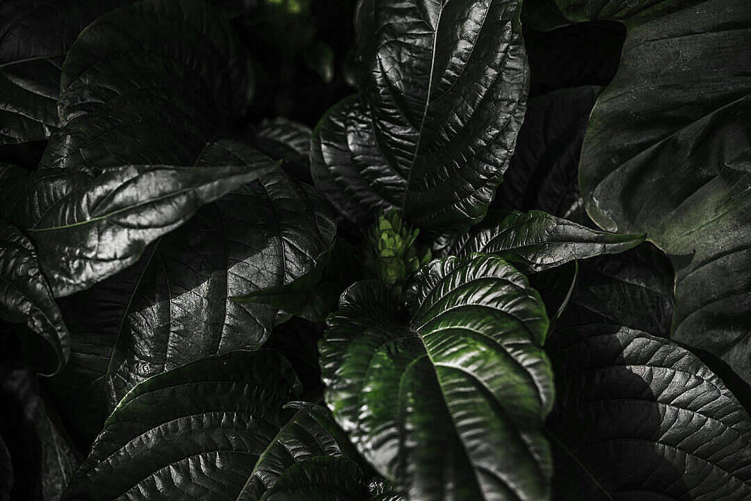 Simple Dark Aesthetic Plant Leaves Background