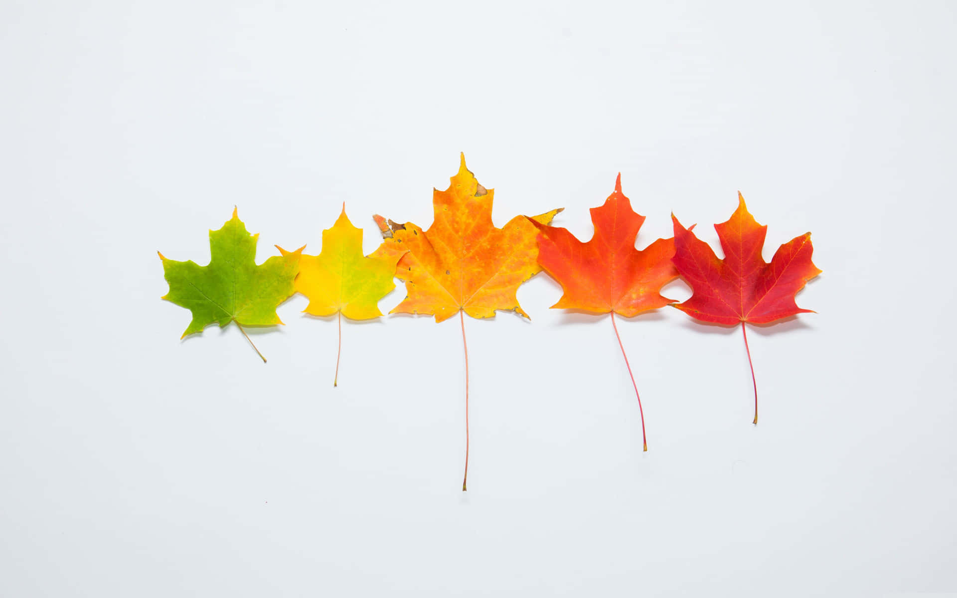 Simple Fall Different Colors Background