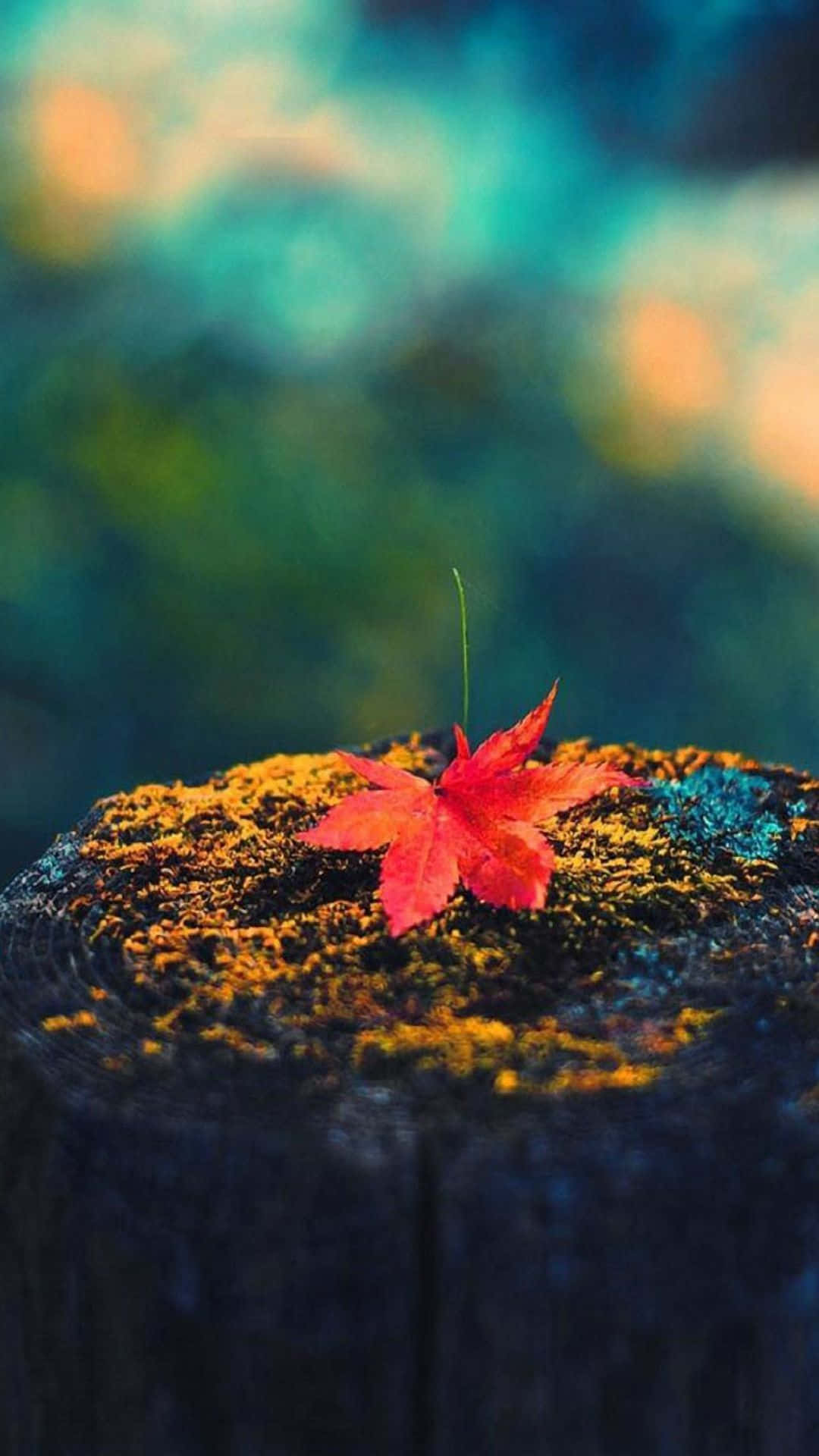 Simple Fall Leaf Blurred Background