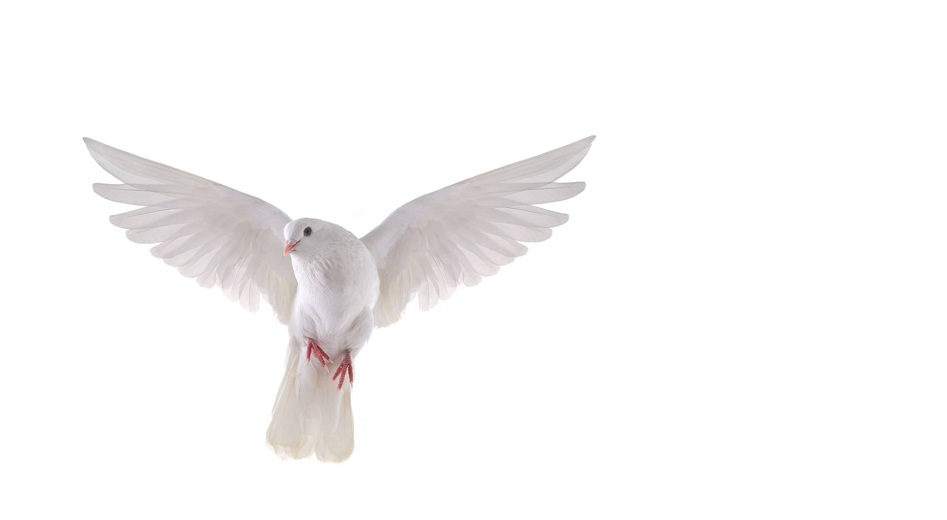 Simple Flying White Dove Bird Background