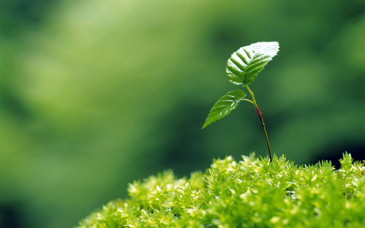 Simple Green Plant Background