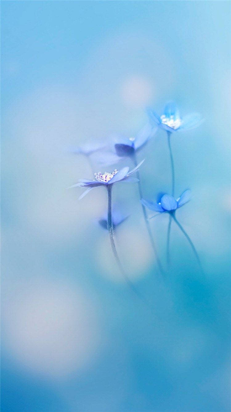 Simple Hd Blue Flowers Background