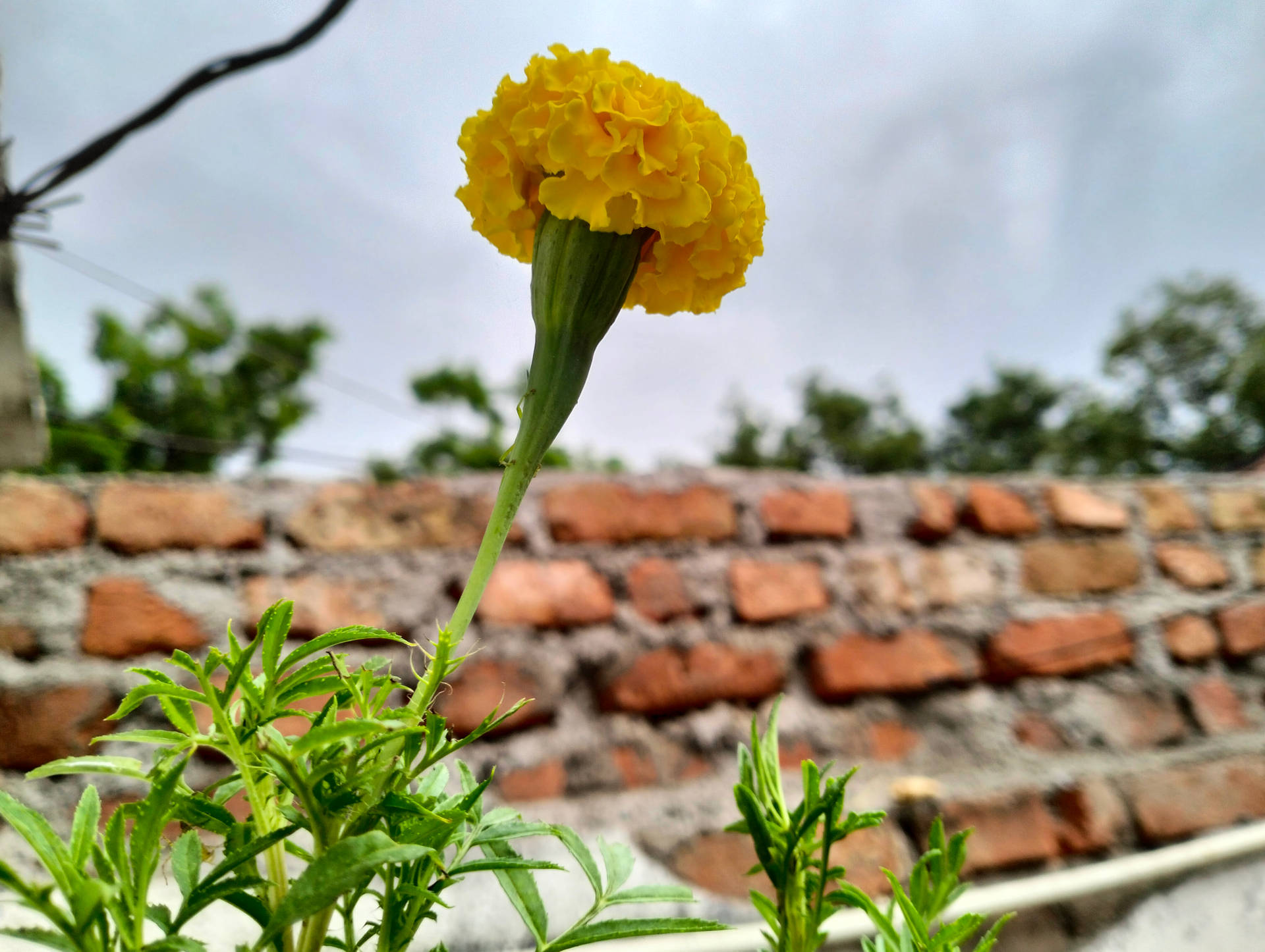 Simple Hd Flower And Brick Wall