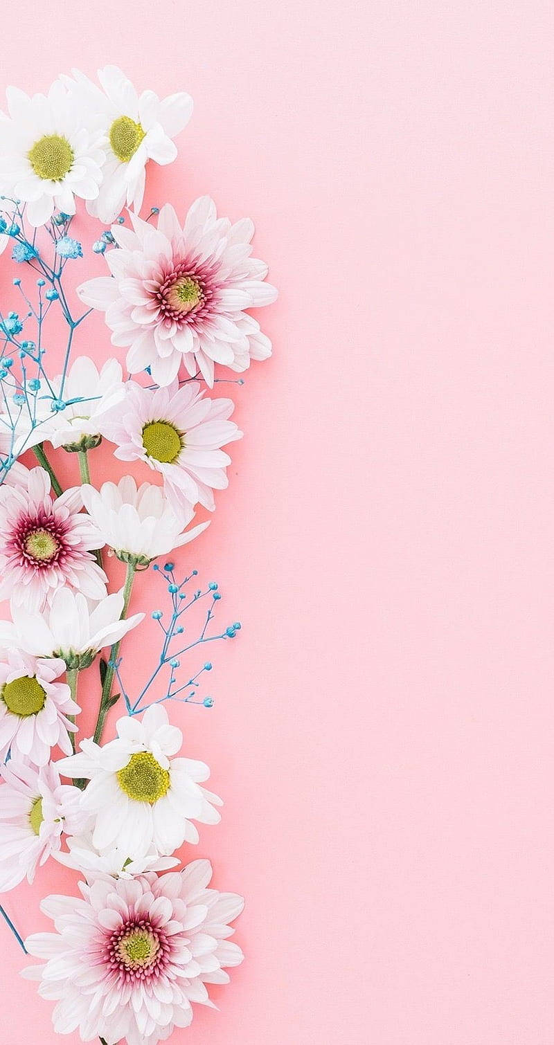 Simple Hd Flowers In Pink Background