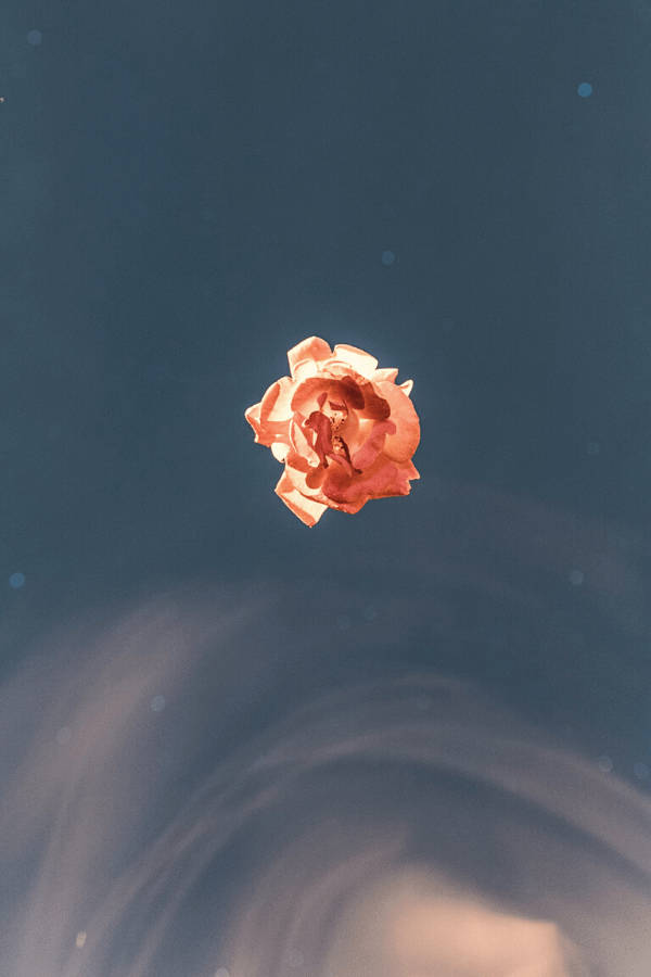 Simple Orange Vintage Flower Aesthetic Background