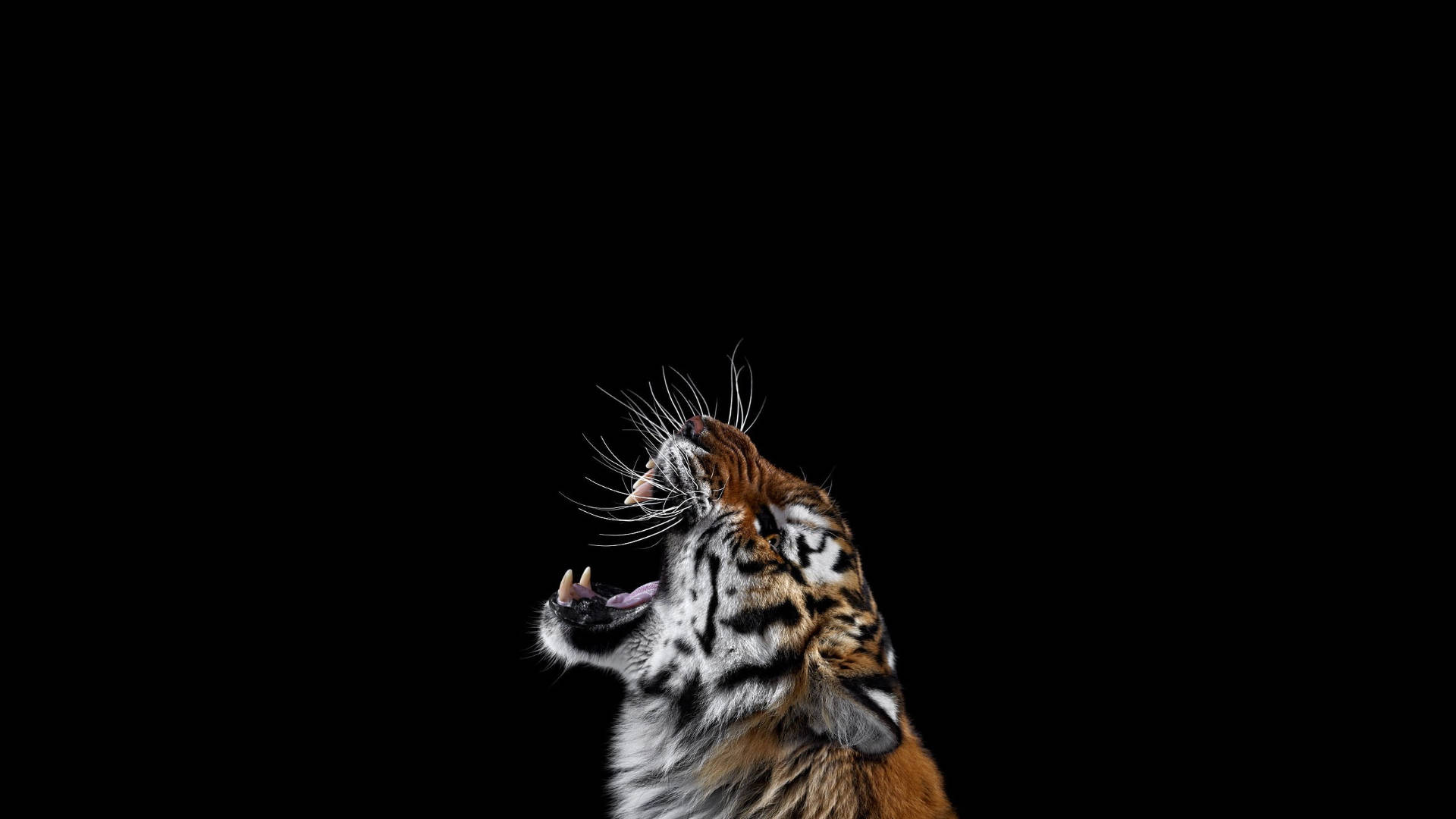 Simple Roaring Harimau Background